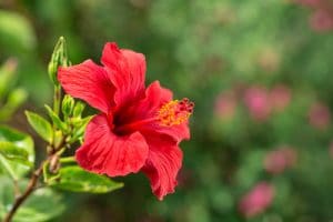 hibiscus-grossesse